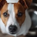 Taming the picky puppy If your dog is a picky eater