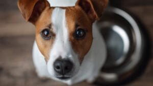 Taming the picky puppy