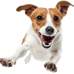 A to Z of Jack Russell terriers A to Z of Jack Russell terriers