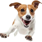 A to Z of Jack Russell terriers