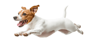 What IS a mini jack russell?