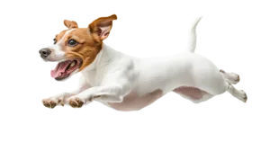 What IS a mini jack russell?