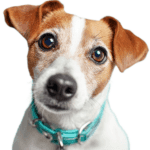 Are Jack Russells dangerous? Are JRTs dangerous