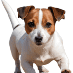 Could you cope with a Jack Russell?